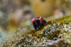 Peek-A-Boo
A Cocos Barnacle Blenny peeking out from a ho... by Tanya Houppermans 